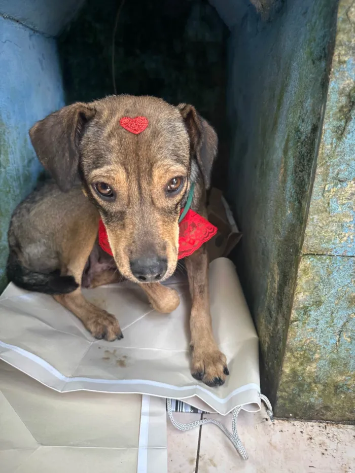 Cachorro ra a SRD-ViraLata idade 2 a 6 meses nome Família amor abandonados 