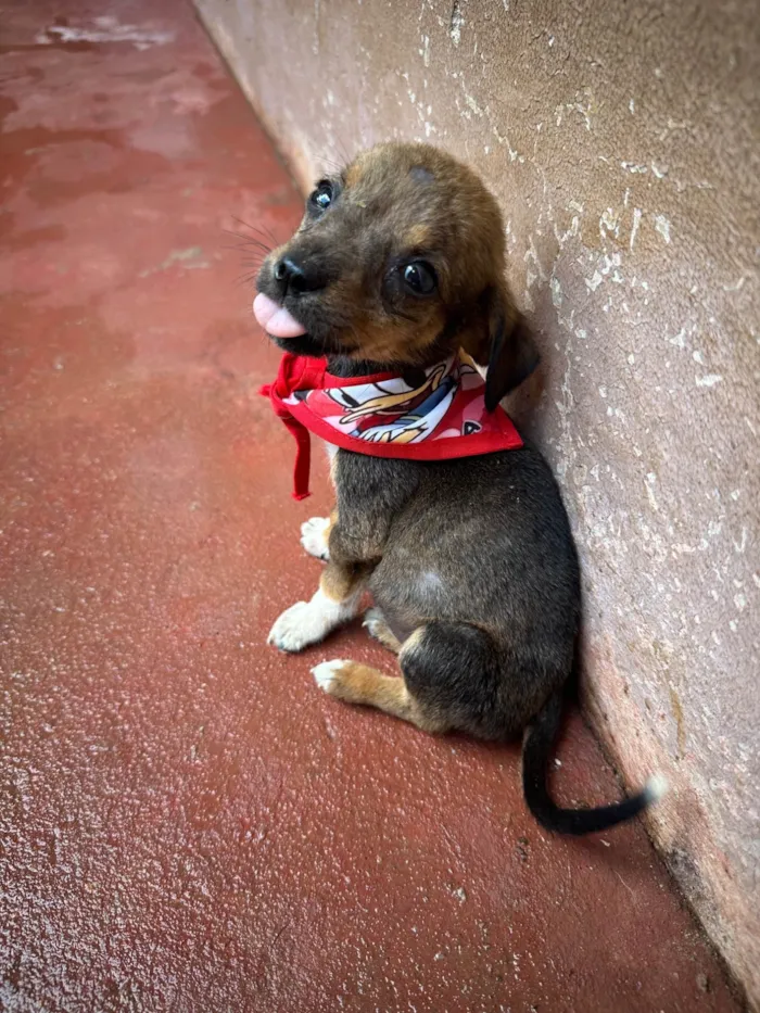 Cachorro ra a SRD-ViraLata idade 2 a 6 meses nome Família amor abandonados 