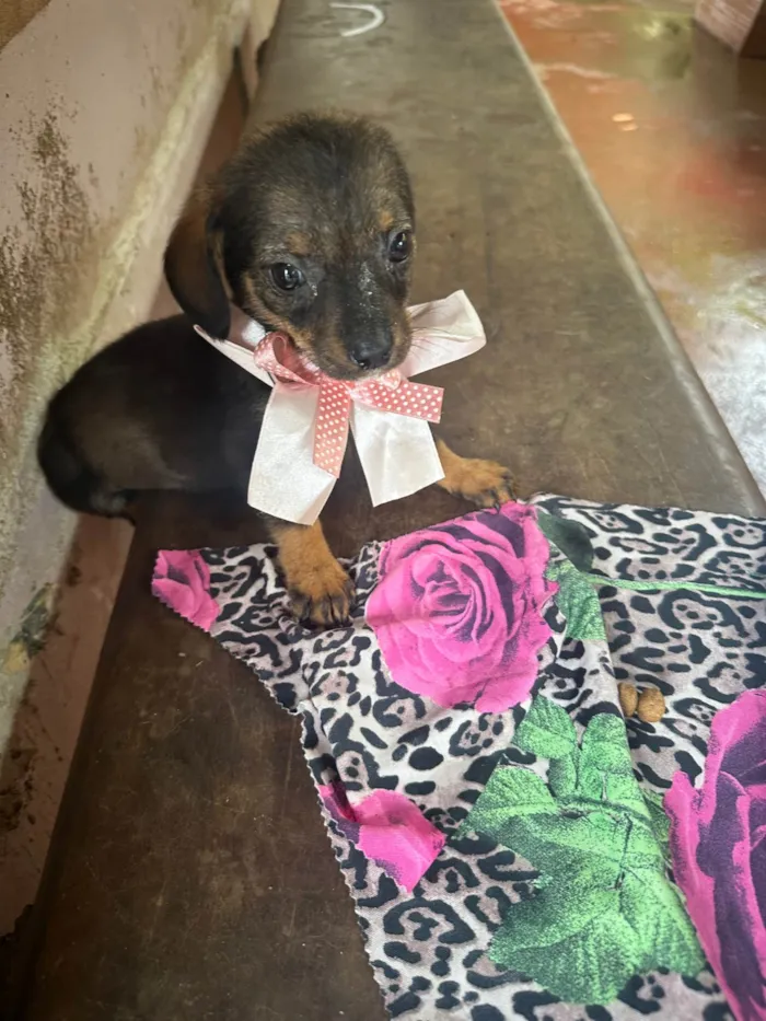 Cachorro ra a SRD-ViraLata idade 2 a 6 meses nome Família amor abandonados 