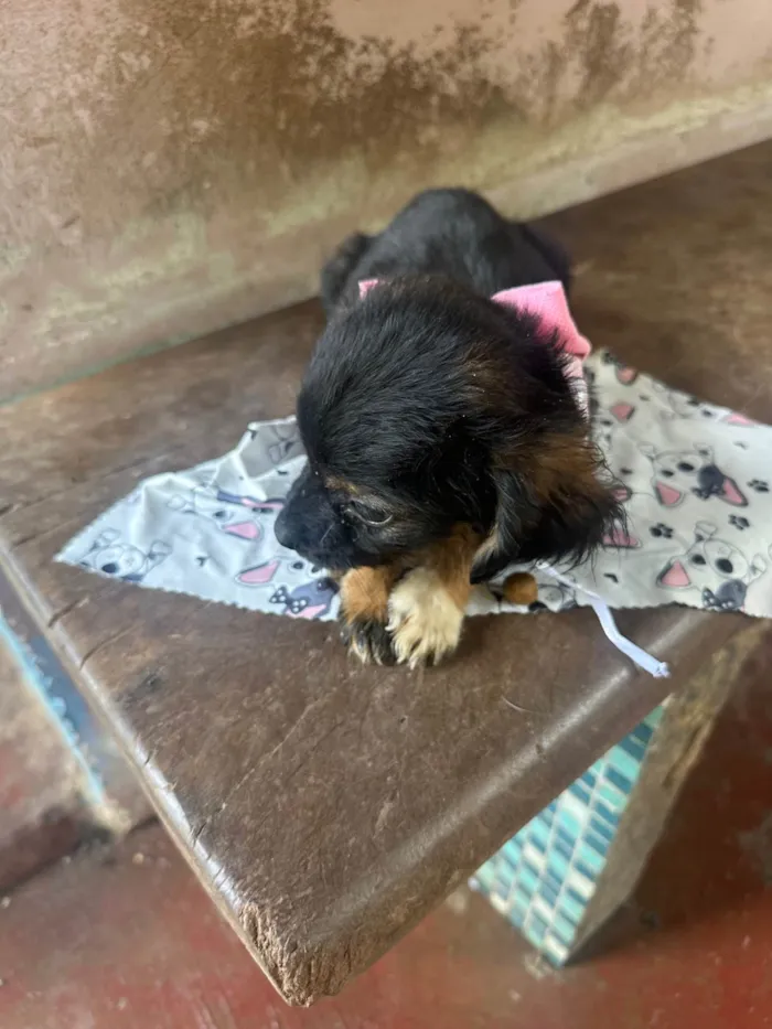 Cachorro ra a SRD-ViraLata idade 2 a 6 meses nome Família amor abandonados 