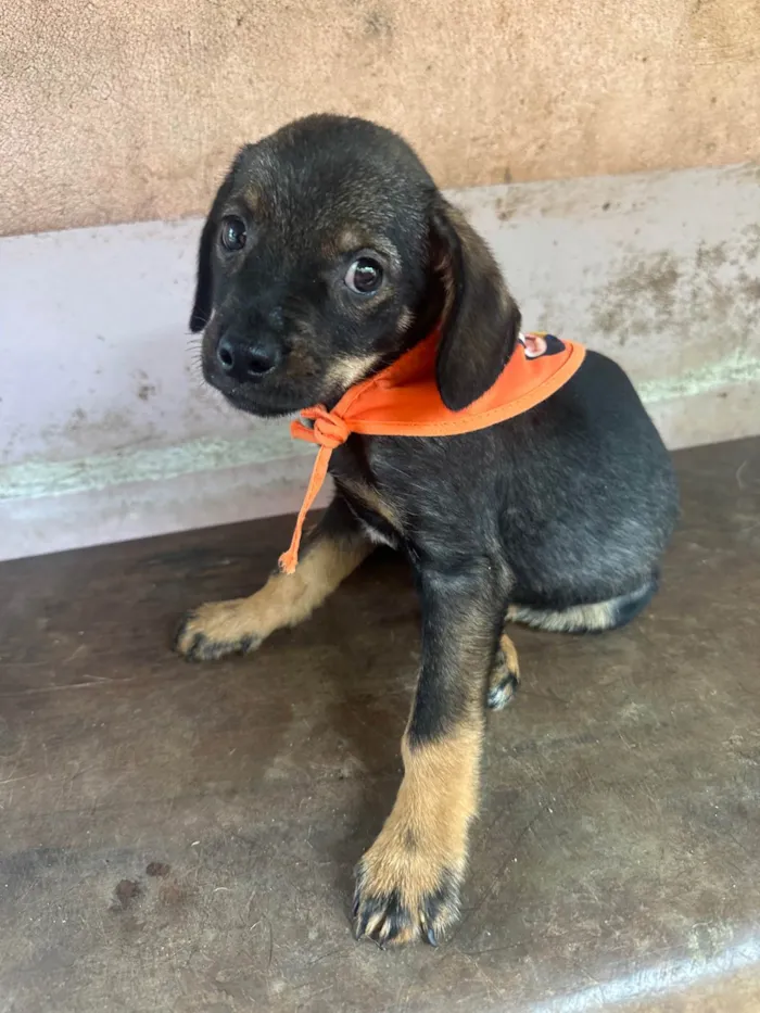 Cachorro ra a SRD-ViraLata idade 2 a 6 meses nome Família amor abandonados 