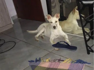 Cachorro raça SRD-ViraLata idade 2 a 6 meses nome Mel