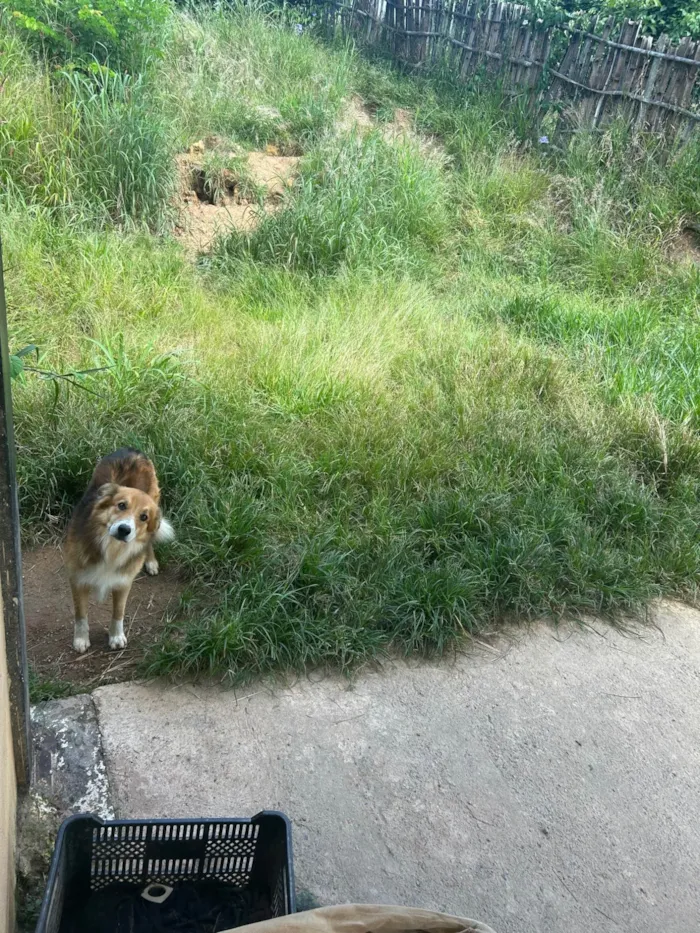 Cachorro ra a SRD-ViraLata idade 5 anos nome Chocolate