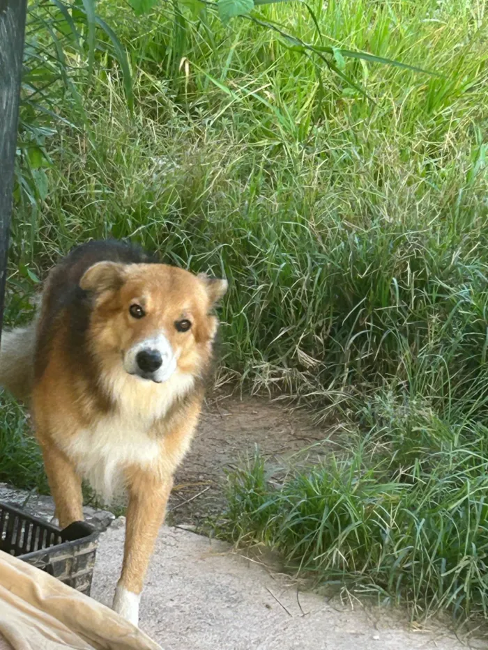 Cachorro ra a SRD-ViraLata idade 5 anos nome Chocolate