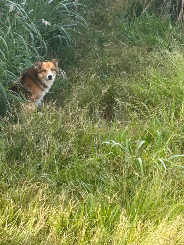 Cachorro ra a SRD-ViraLata idade 5 anos nome Chocolate