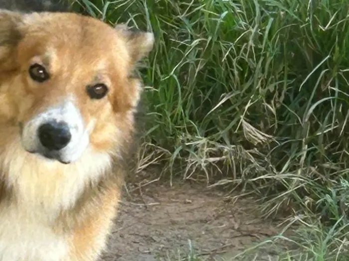 Cachorro ra a SRD-ViraLata idade 5 anos nome Chocolate