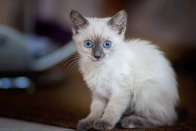 Gato ra a Siamês idade Abaixo de 2 meses nome Joseilda