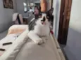 Fofinho 2