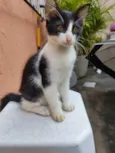 Fofinha