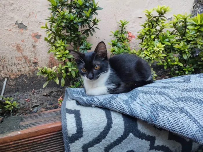Gato ra a SRD-ViraLata idade 2 a 6 meses nome Mimo