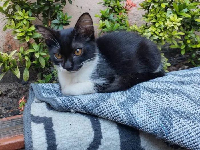 Gato ra a SRD-ViraLata idade 2 a 6 meses nome Mimo