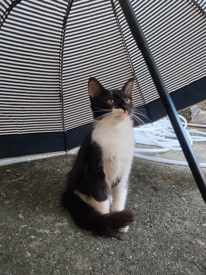 Gato ra a SRD-ViraLata idade 2 a 6 meses nome Mimo