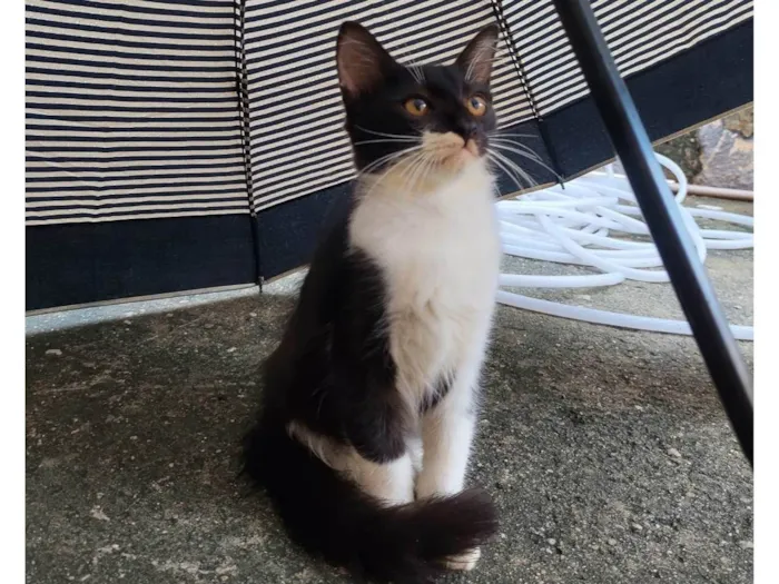 Gato ra a SRD-ViraLata idade 2 a 6 meses nome Mimo