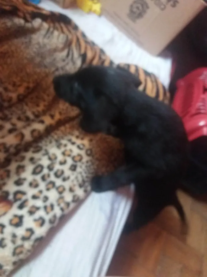 Cachorro ra a Labrador idade 2 a 6 meses nome Clarinha Rosa