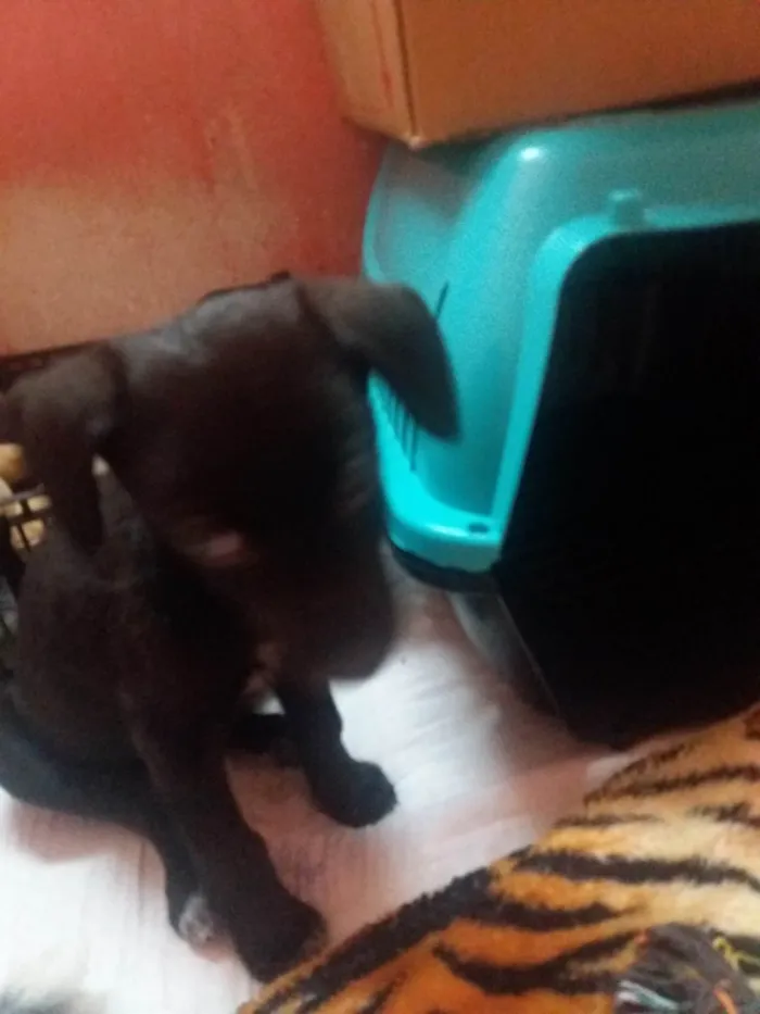 Cachorro ra a Labrador idade 2 a 6 meses nome Clarinha Rosa