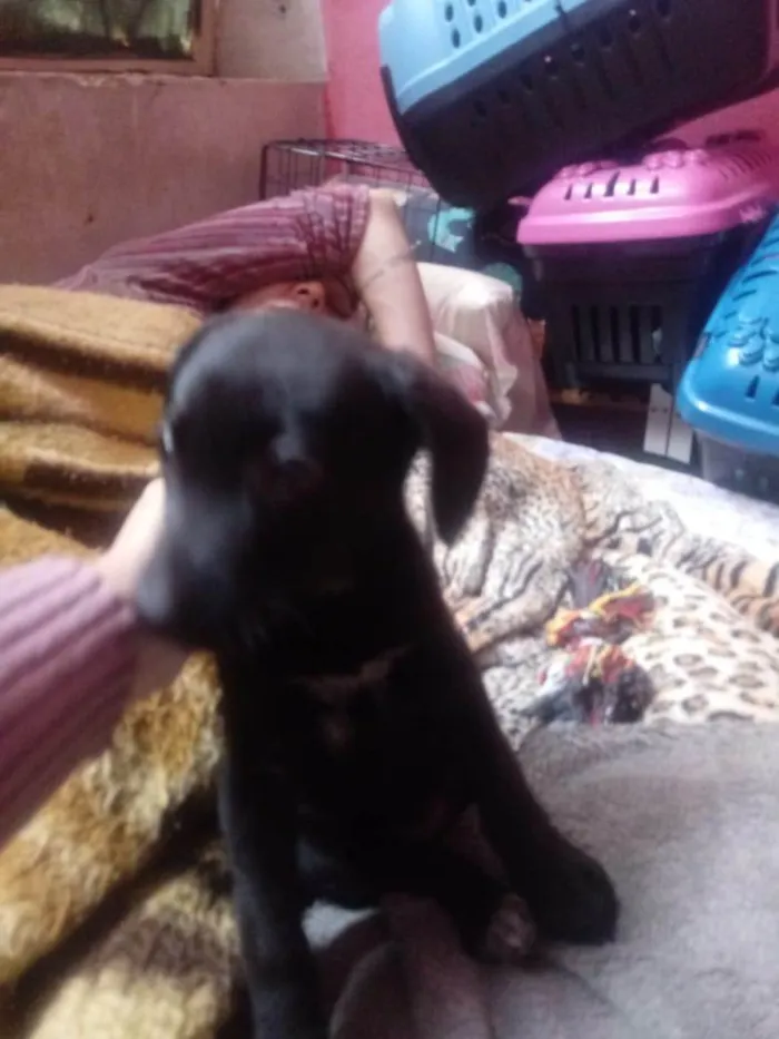 Cachorro ra a Labrador idade 2 a 6 meses nome Clarinha Rosa