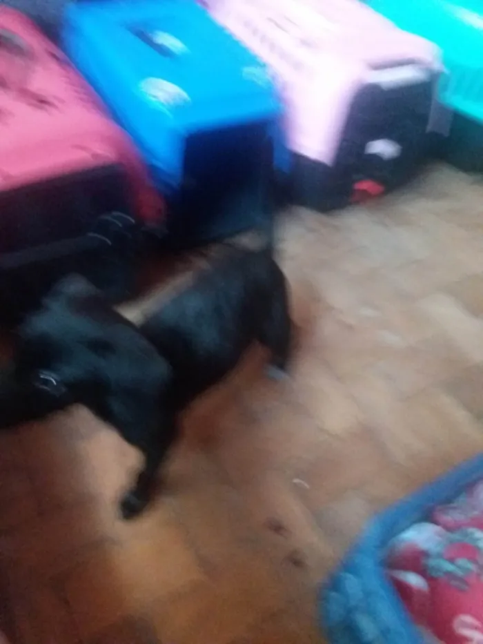 Cachorro ra a Labrador idade 2 a 6 meses nome Clarinha Rosa