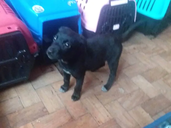 Cachorro ra a Labrador idade 2 a 6 meses nome Clarinha Rosa