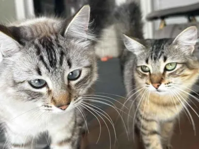 Gato raça SRD-ViraLata idade 2 anos nome Bob e Candy