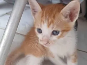 Gato raça SRD-ViraLata idade 2 a 6 meses nome Sem nome