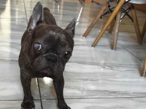 Cachorro raça Bulldog idade 1 ano nome Amora