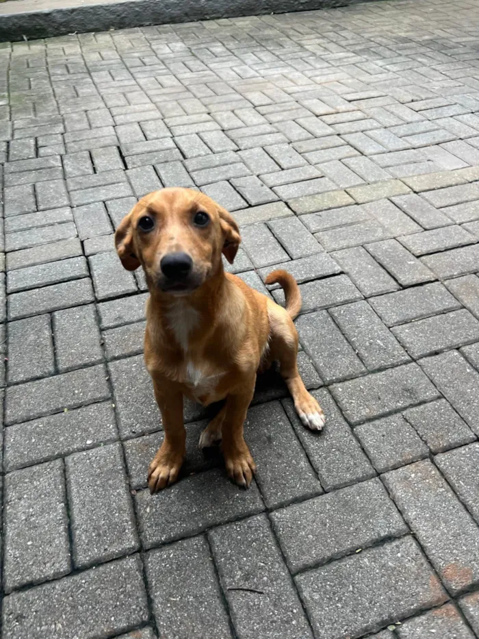 Cachorro ra a SRD-ViraLata idade 7 a 11 meses nome Fido