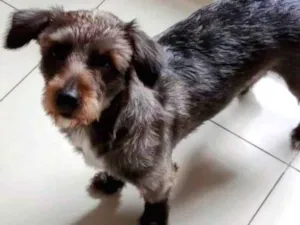 Cachorro raça SRD-ViraLata idade 1 ano nome Pedro