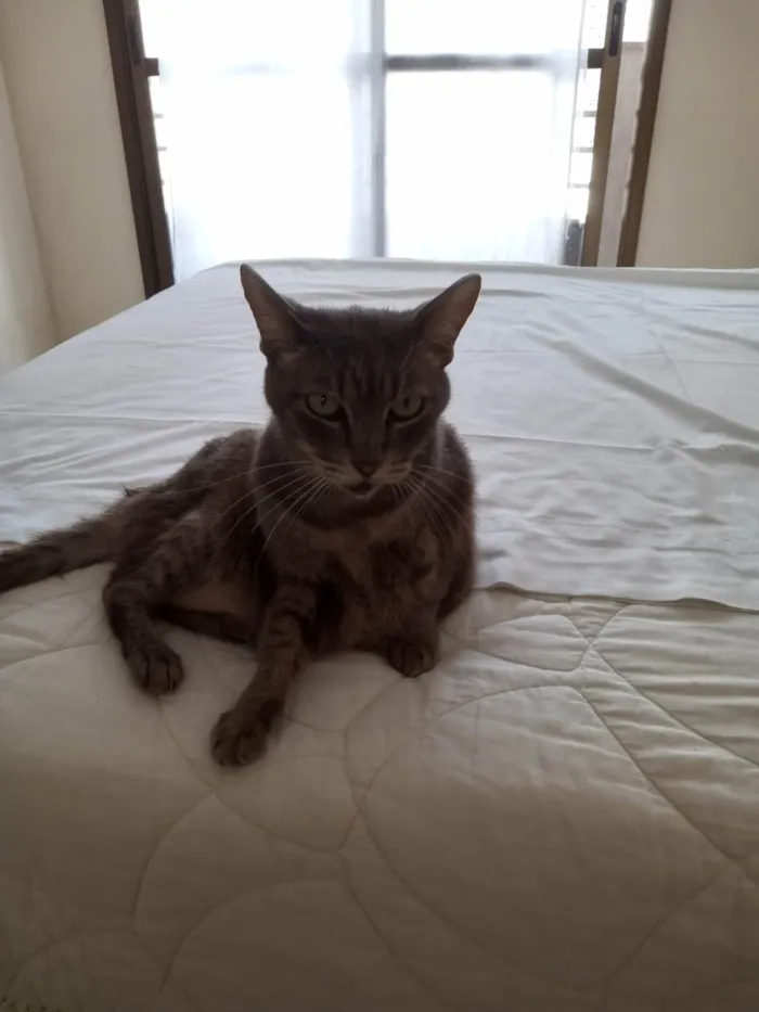 Gato ra a SRD-ViraLata idade 6 ou mais anos nome pandora