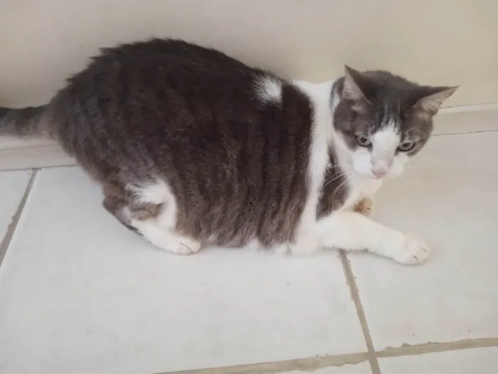 Gato ra a SRD-ViraLata idade 6 ou mais anos nome tapioca