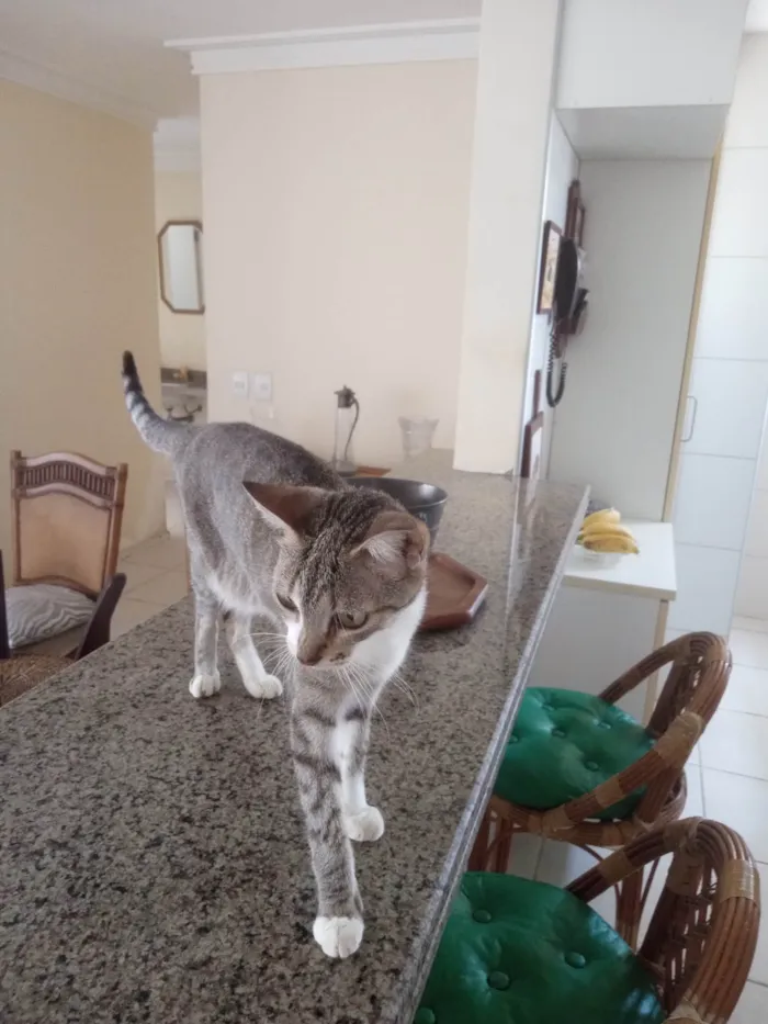 Gato ra a SRD-ViraLata idade 5 anos nome Minie