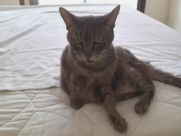Gato ra a SRD-ViraLata idade 6 ou mais anos nome pandora