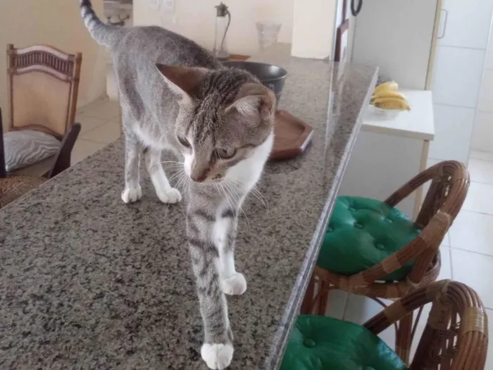 Gato ra a SRD-ViraLata idade 5 anos nome Minie