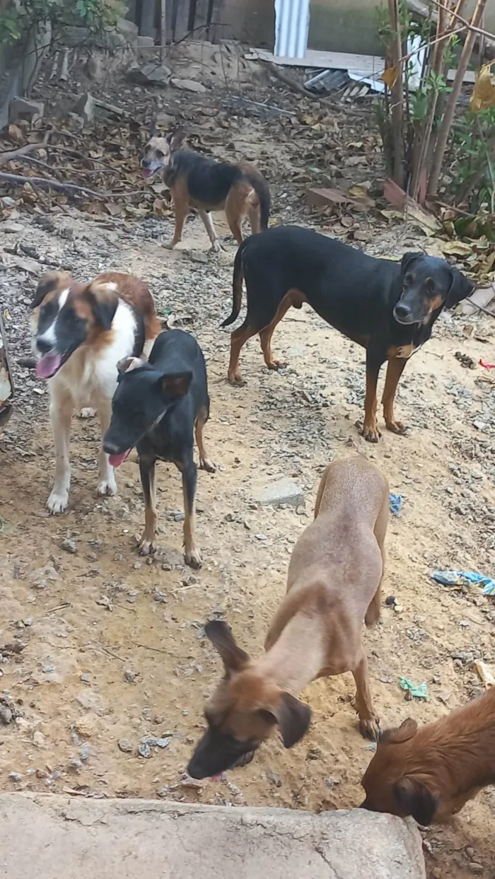 Cachorro ra a SRD-ViraLata idade 2 anos nome Vários cachorros que precisam de ajuda 