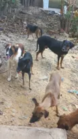 Vários cachorros que precisam de ajuda