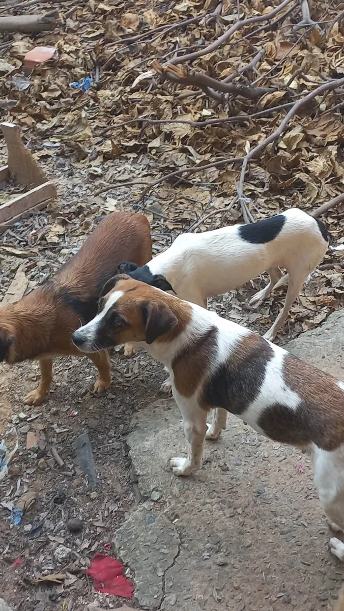 Cachorro ra a SRD-ViraLata idade 2 anos nome Vários cachorros que precisam de ajuda 