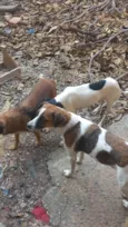 Vários cachorros que precisam de ajuda