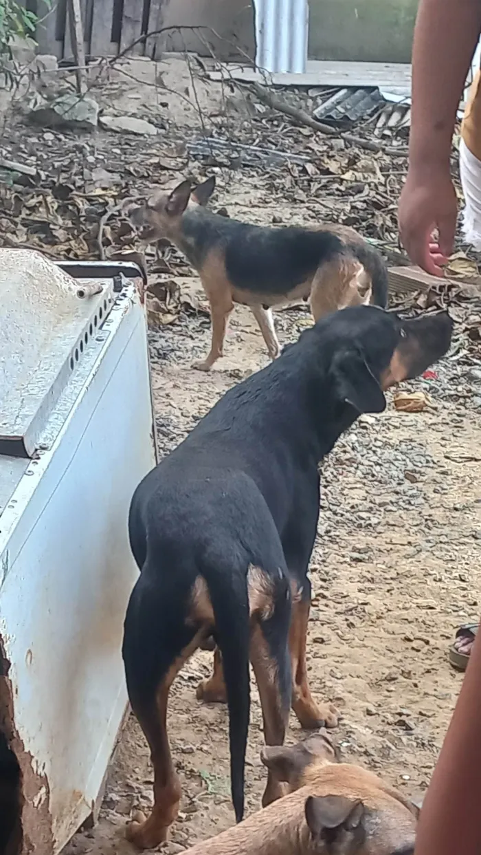 Cachorro ra a SRD-ViraLata idade 2 anos nome Vários cachorros que precisam de ajuda 