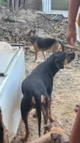 Vários cachorros que precisam de ajuda