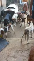 Vários cachorros que precisam de ajuda 