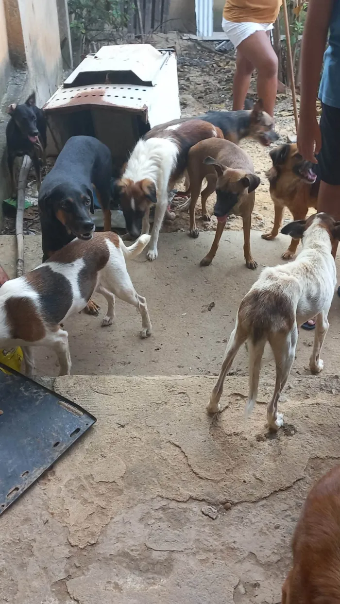 Cachorro ra a SRD-ViraLata idade 2 anos nome Vários cachorros que precisam de ajuda 