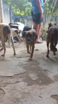 Vários cachorros que precisam de ajuda 