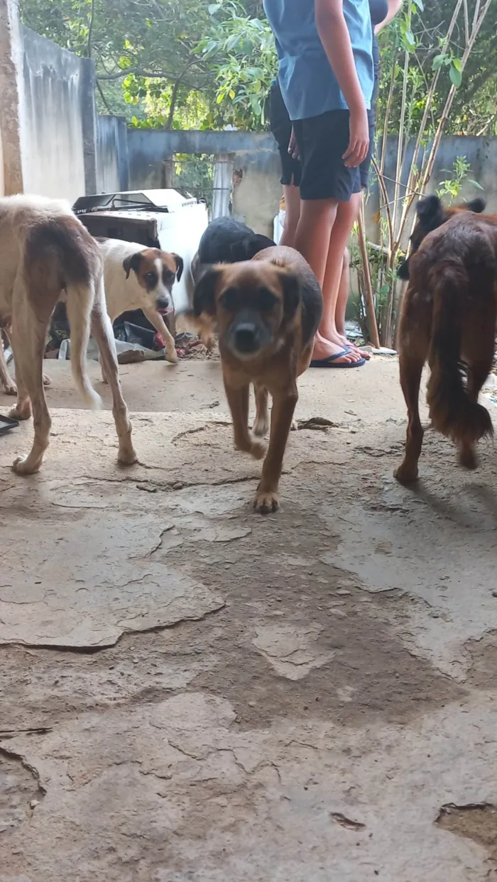 Cachorro ra a SRD-ViraLata idade 2 anos nome Vários cachorros que precisam de ajuda 