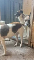 Vários cachorros que precisam de ajuda 