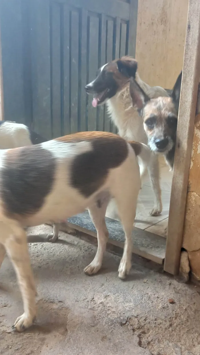 Cachorro ra a SRD-ViraLata idade 2 anos nome Vários cachorros que precisam de ajuda 