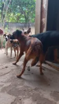 Vários cachorros que precisam de ajuda 