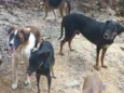 Vários cachorros que precisam de ajuda 