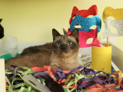 Gato raça SRD-ViraLata idade 6 ou mais anos nome Carambola