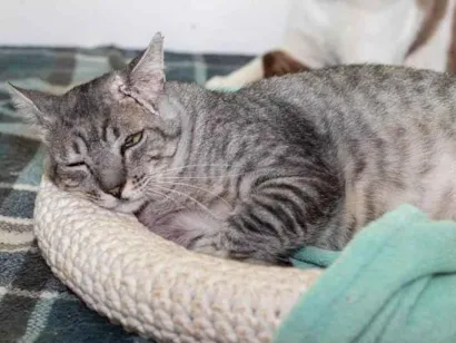 Gato raça SRD-ViraLata idade 4 anos nome Bidu