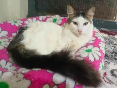 Gato raça SRD-ViraLata idade 1 ano nome Didier