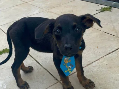 Cachorro raça SRD-ViraLata idade 2 a 6 meses nome Hugo (Huguinho)